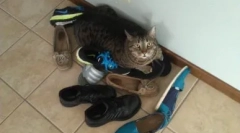 Зошто не можете да ги прегрнете и бакнете мачките